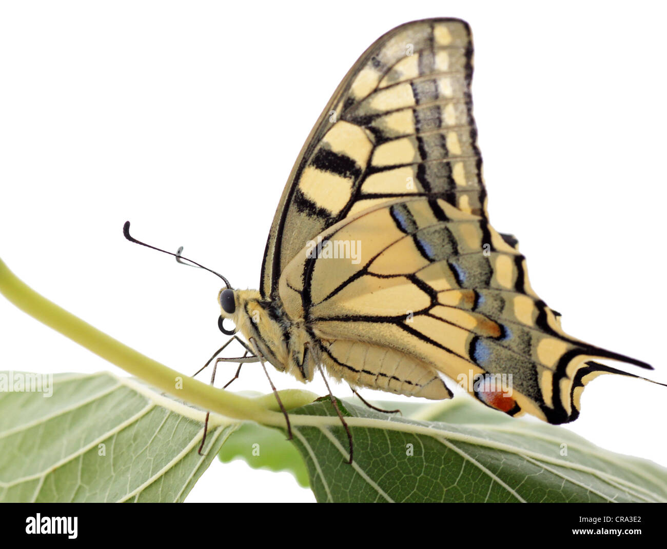 Papilio Machaon (papillon) sur une feuille verte sur fond blanc Banque D'Images