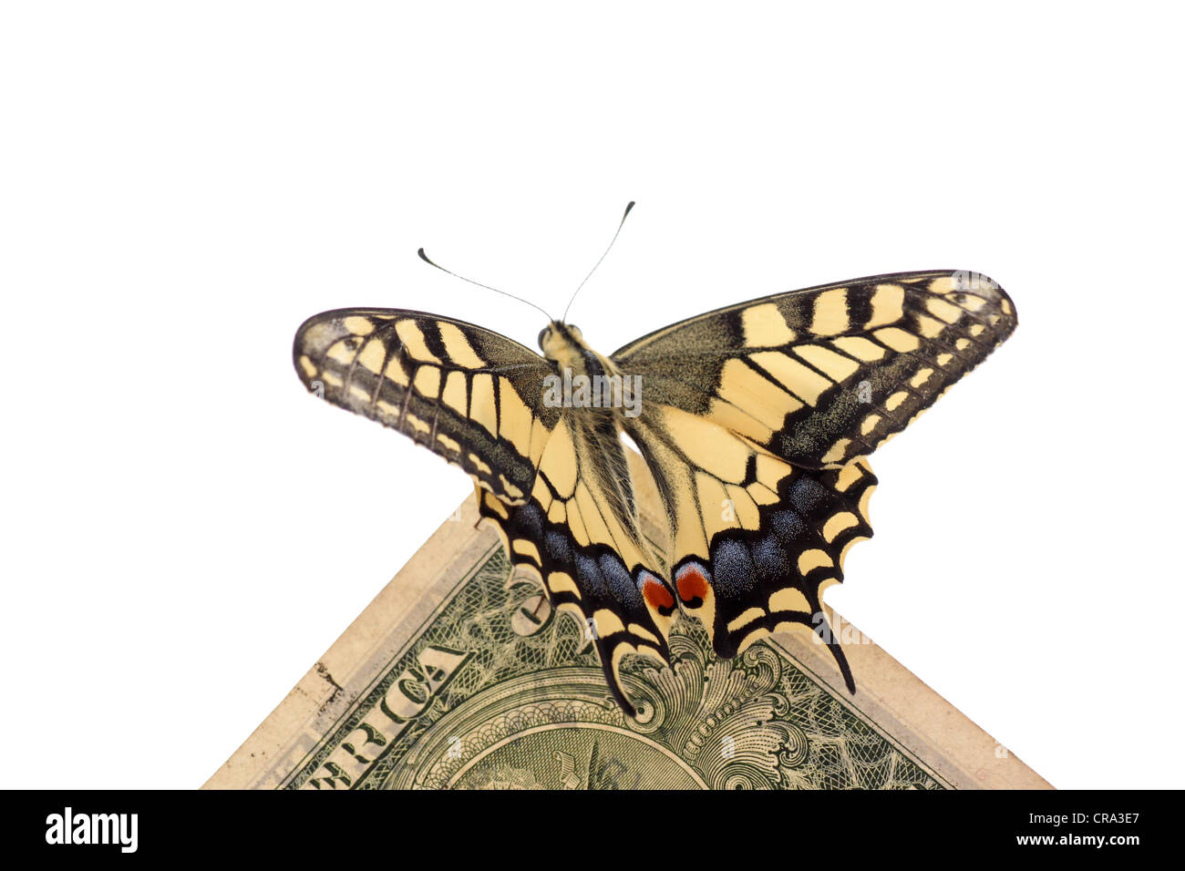 Butterfly Papilio Machaon assis sur un dollar Banque D'Images