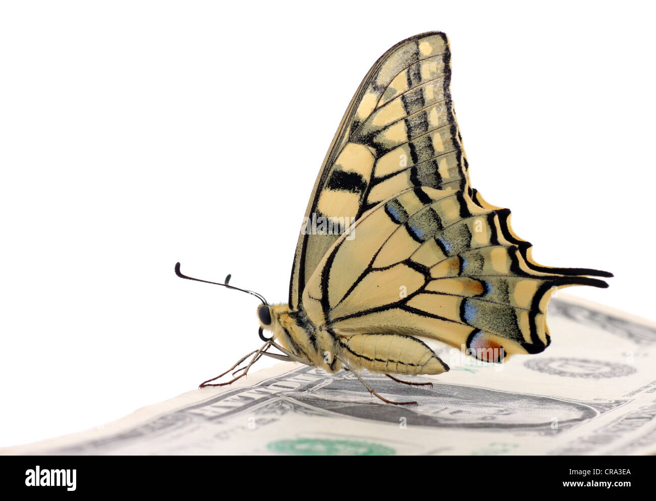Butterfly assis sur un billet de dollar Banque D'Images