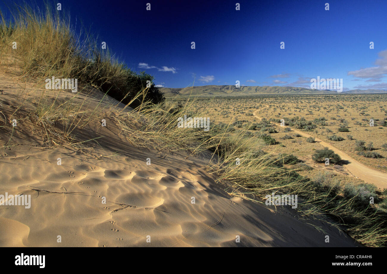 Dunes et de savane aride, réserve naturelle de witsand, Northern Cape, Afrique du Sud Banque D'Images