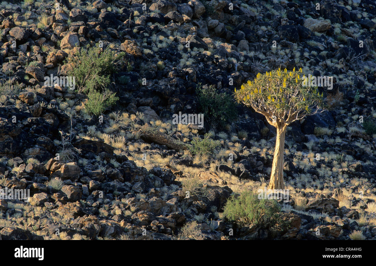 Quiver Tree (aloe dichotoma) et rock desert, augrabies falls national park, afrique du sud Banque D'Images