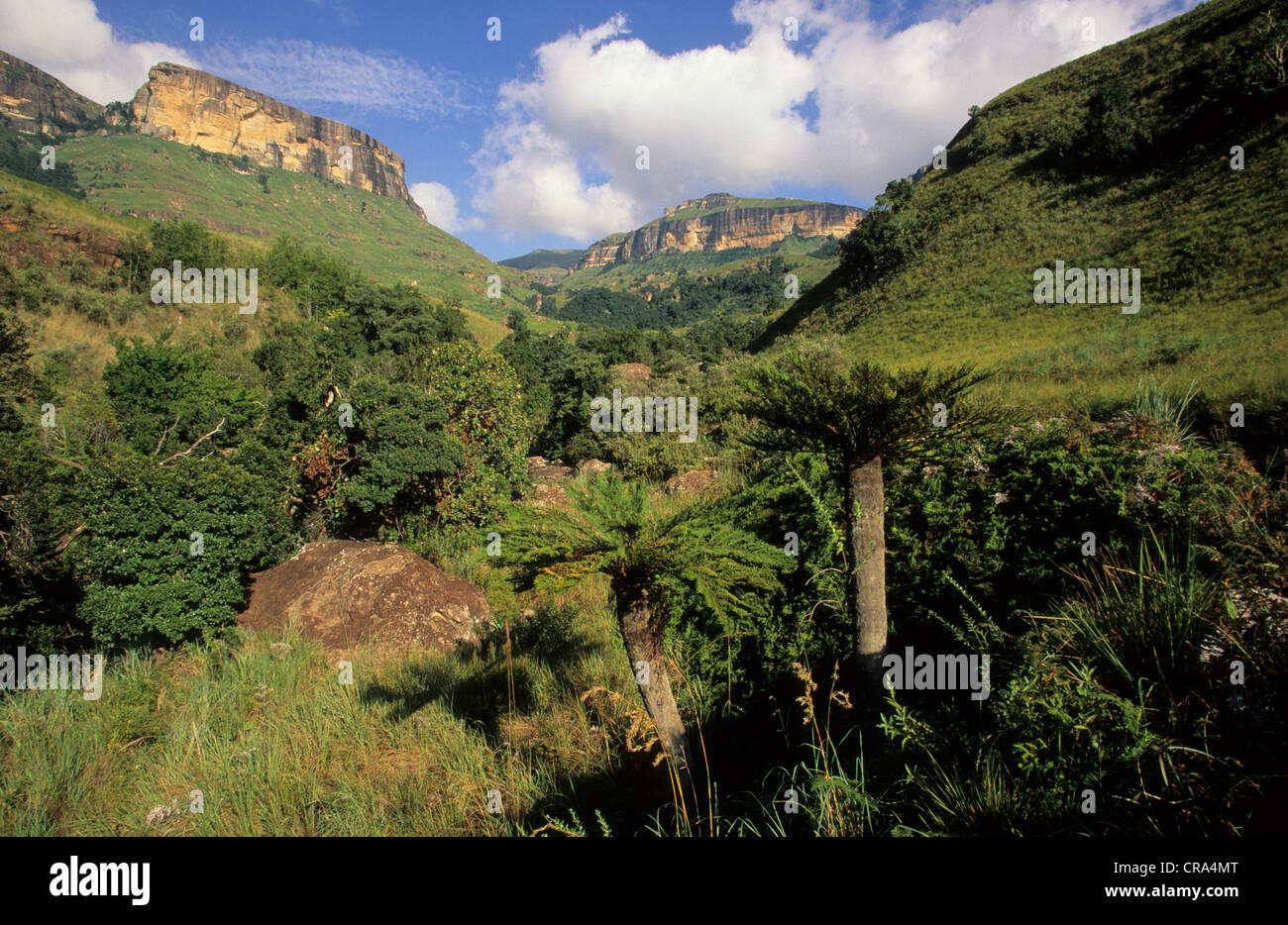 Scène du Drakensberg, parc national royal natal, fougères arborescentes en premier plan, le Kwazulu-Natal, Afrique du Sud Banque D'Images