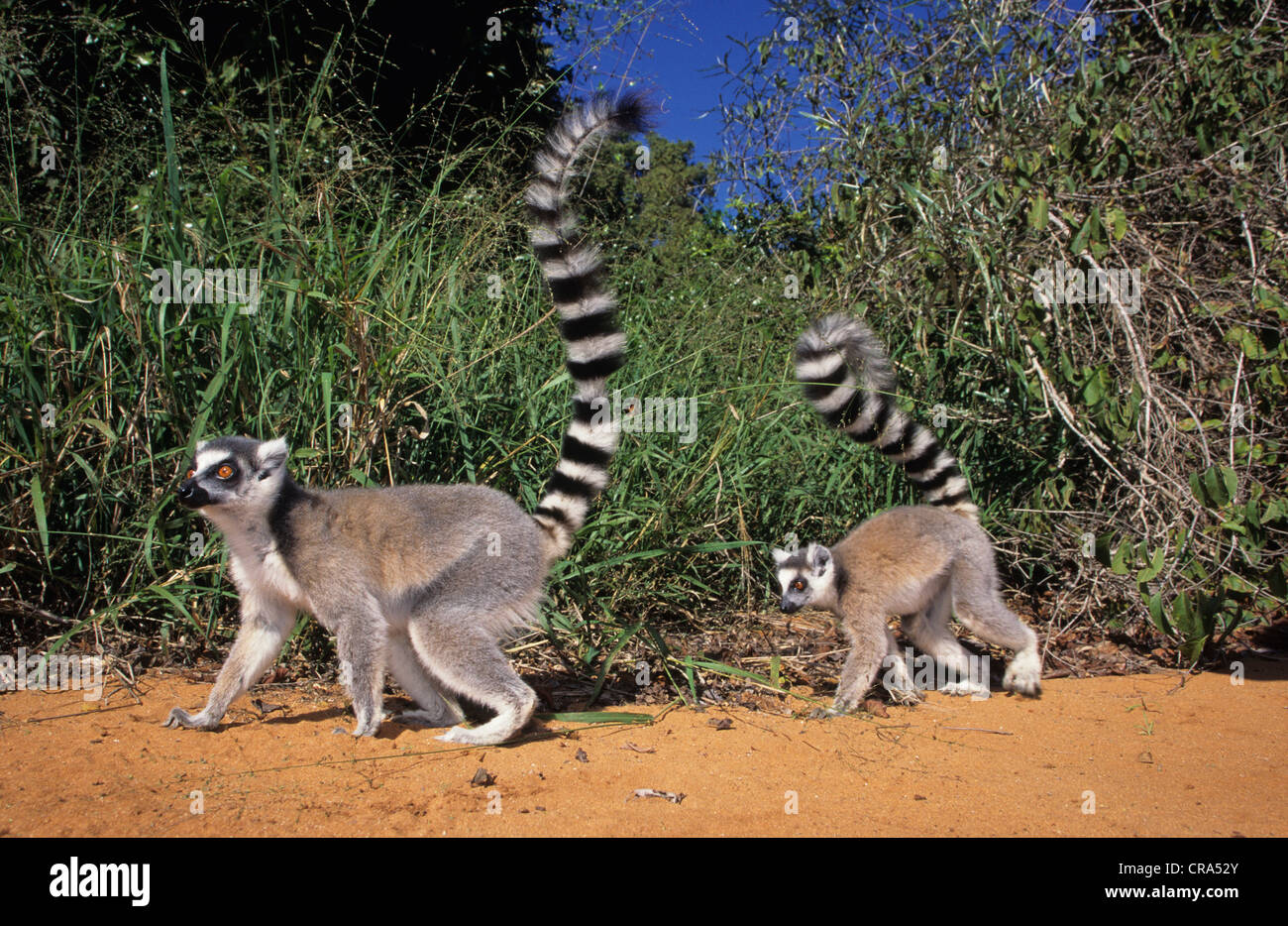 Lémurien ringtailed (Lemur catta), Bryanston, Madagascar, Afrique Banque D'Images