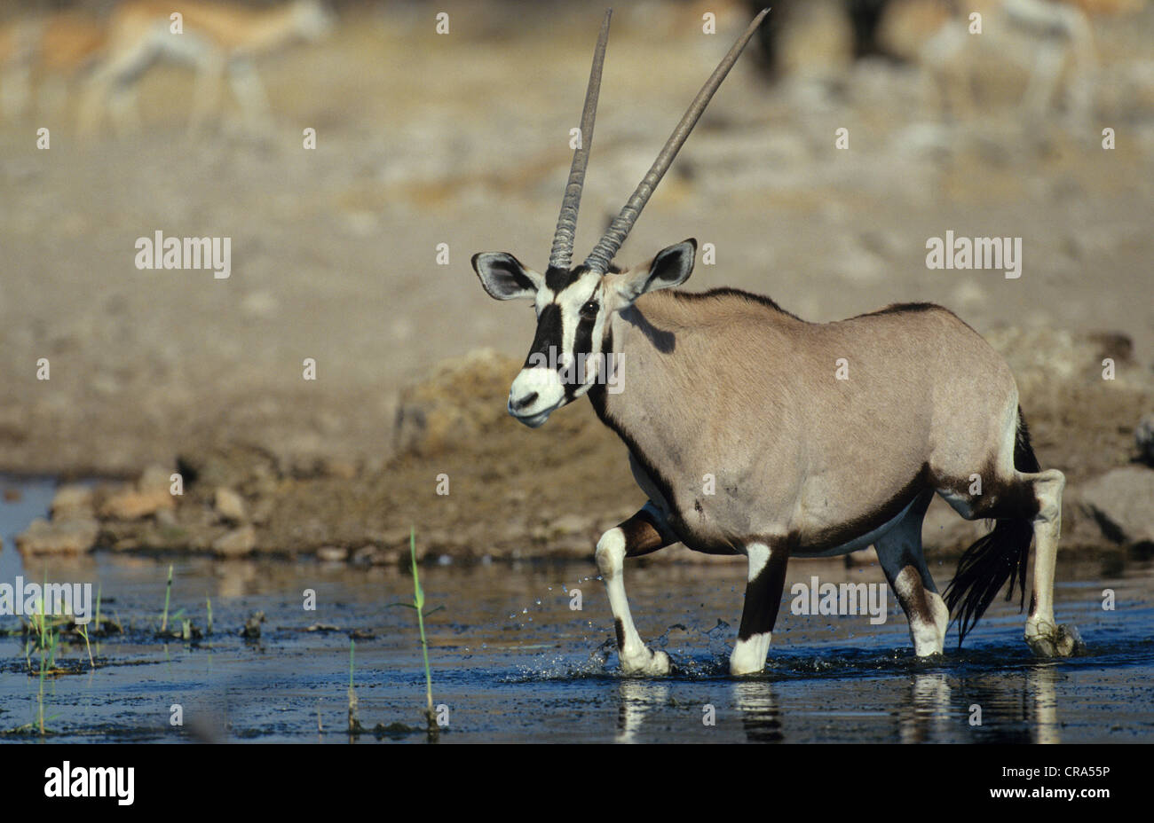 Gemsbok (Oryx gazella), au point d'Etosha National Park, Namibie, Afrique Banque D'Images