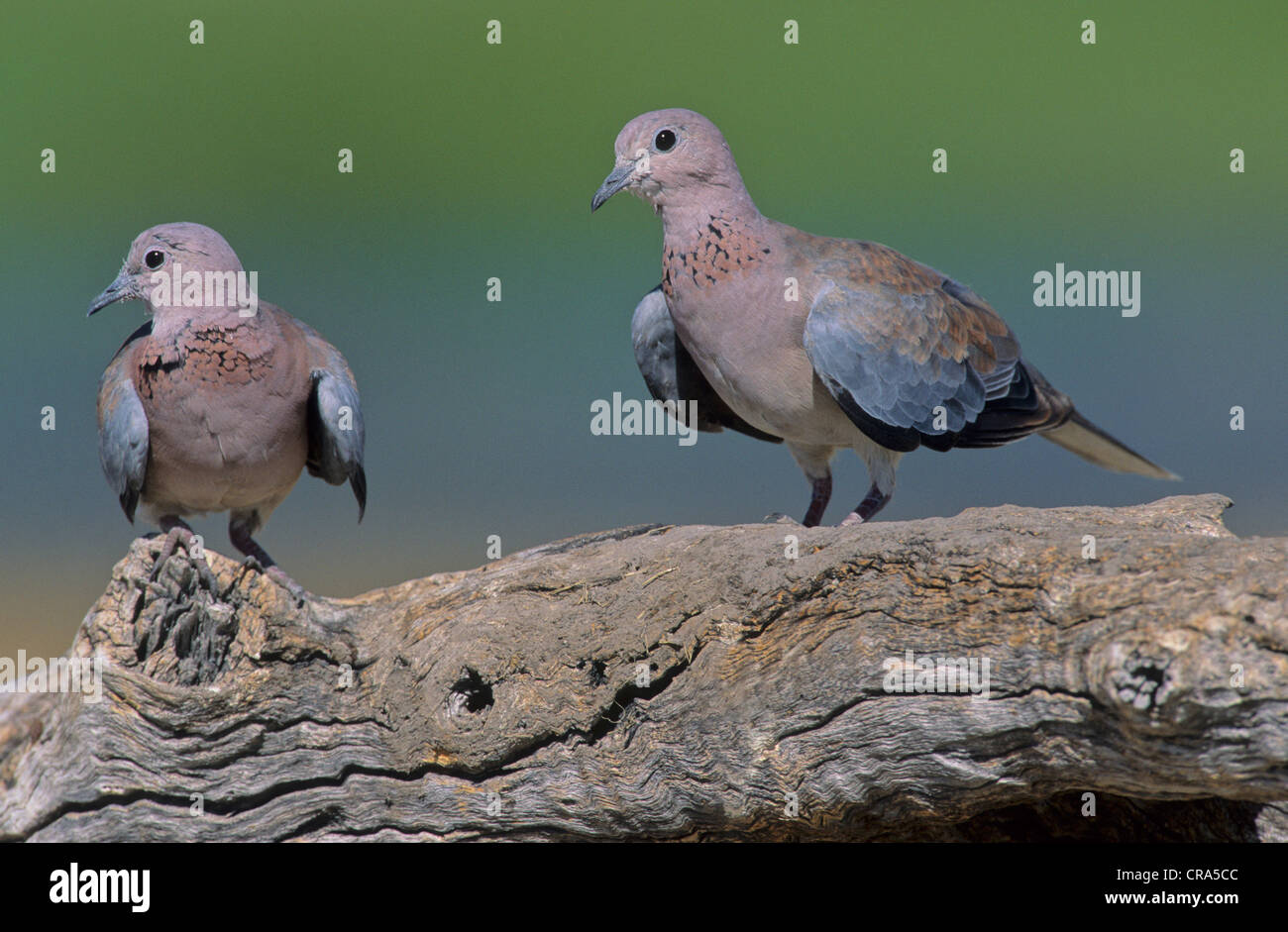 Rire (streptopelia senegalensis), Etosha National Park, Namibie, Afrique Banque D'Images