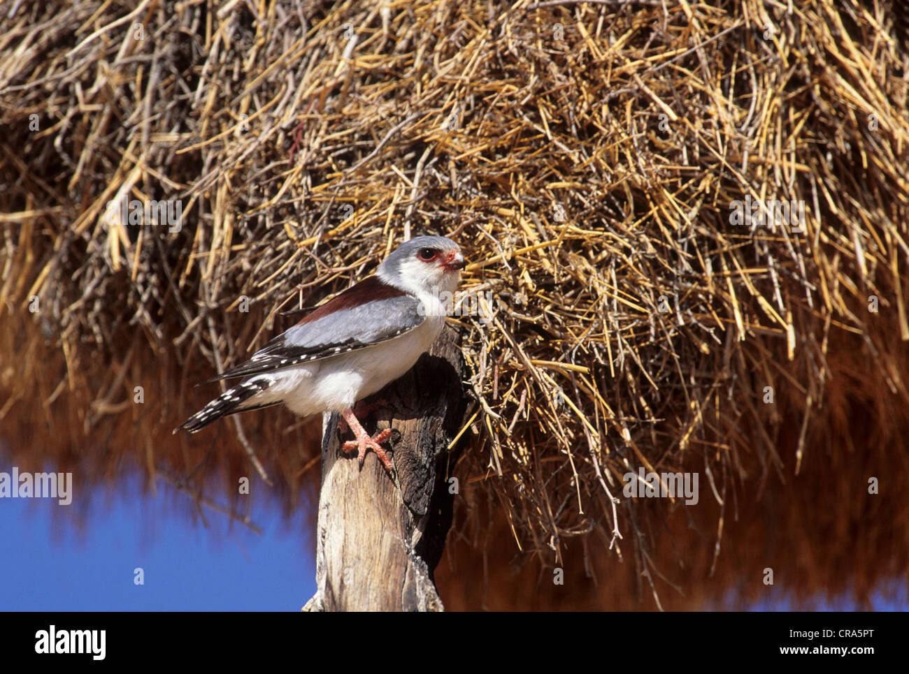 Les pygmées d'Afrique polihierax semitorquatus (Falcon), sociable weaver au nid, kgalagadi transfrontier park, kalahari, afrique du sud Banque D'Images