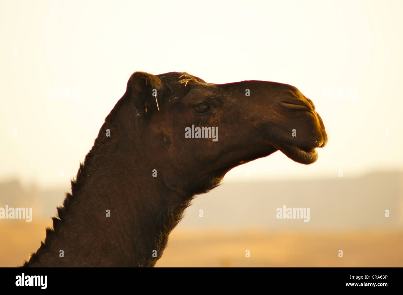 Camel noir photo de profil. Prises dans le désert de sable rouge, Riyadh, Royaume d'Arabie Saoudite Banque D'Images