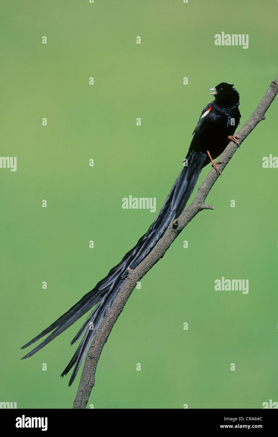 (Long-tailed widowbird euplectes progne), midmar nature reserve, le Kwazulu-Natal, Afrique du Sud, l'Afrique Banque D'Images
