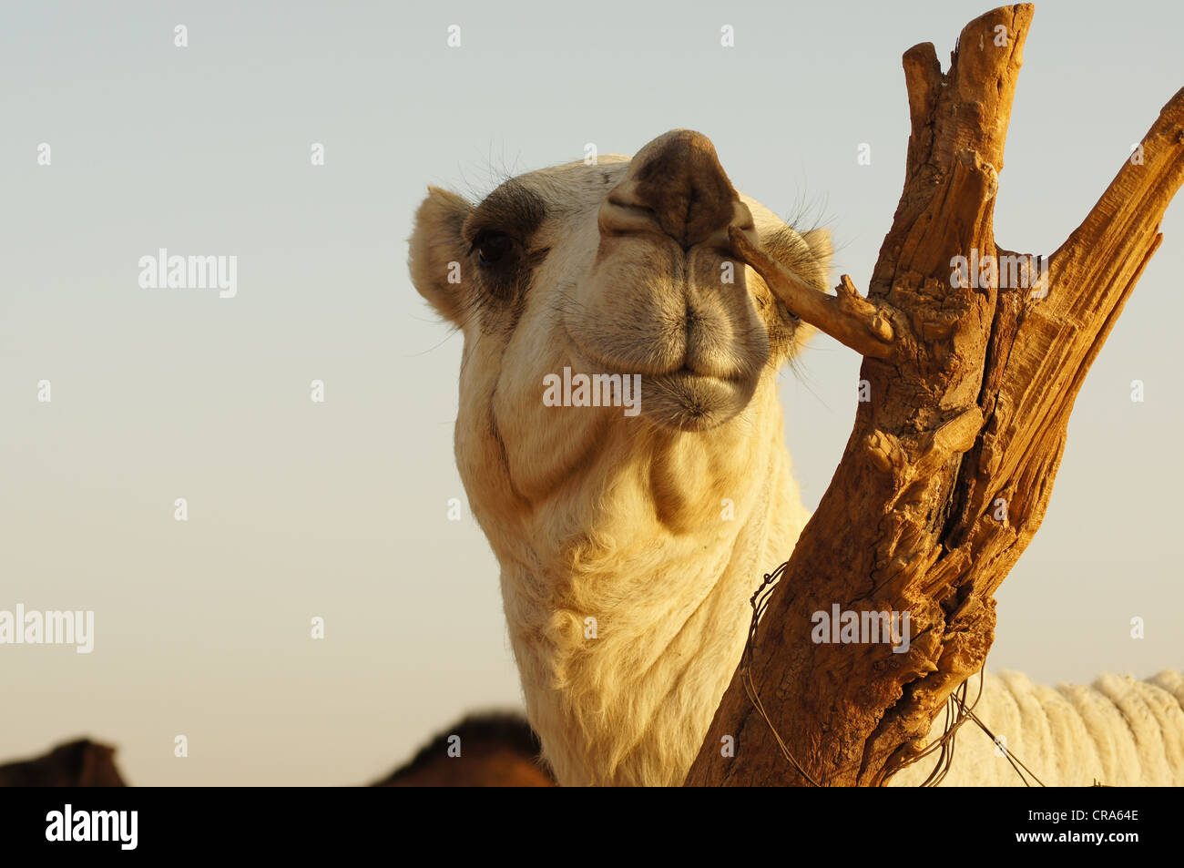 Camel en se grattant les nez sur une souche d'arbre, désert de sable rouge, Riyadh, Royaume d'Arabie Saoudite Banque D'Images