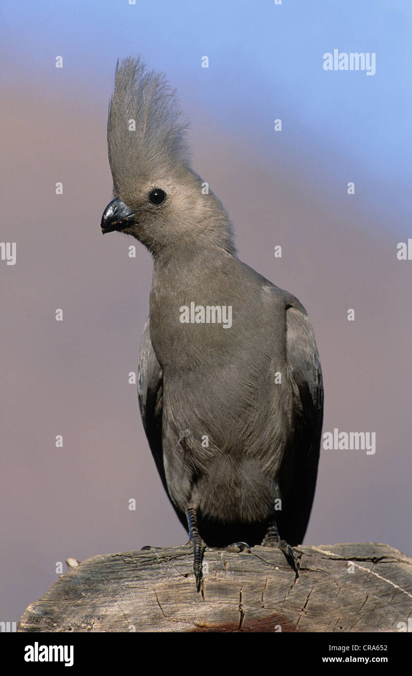 Gray rendez-loin-oiseau (corythaixoides concolor), Kruger National Park, Afrique du Sud, l'Afrique Banque D'Images