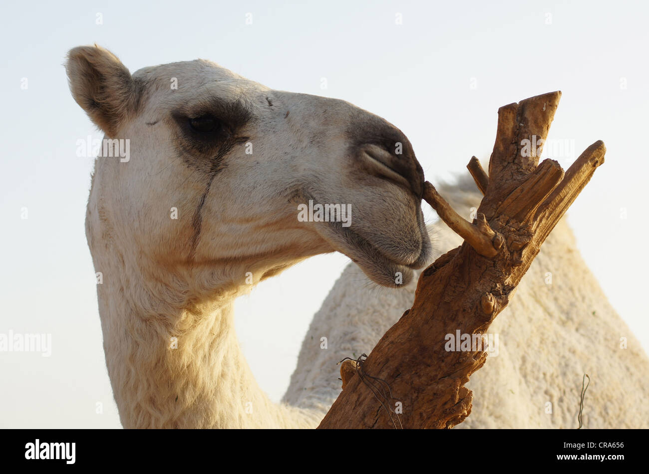 Camel en se grattant les nez sur une souche d'arbre, désert de sable rouge, Riyadh, Royaume d'Arabie Saoudite Banque D'Images