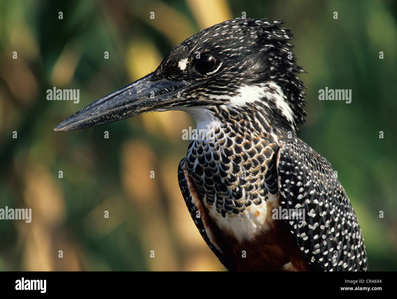 Martin-pêcheur géant (megaceryle maxima), le Kwazulu-Natal, Afrique du Sud, l'Afrique Banque D'Images