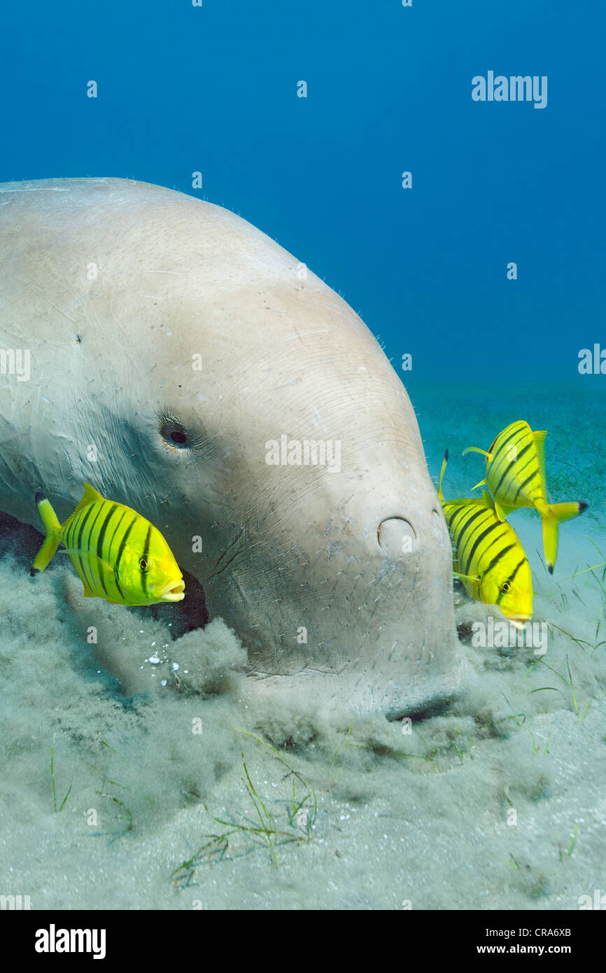 Le Dugong (Dugong dugon) se nourrissant sur les herbiers, lit avec Golden (Gnathanodon speciosus) Trevallys, Grande Barrière de Corail Banque D'Images