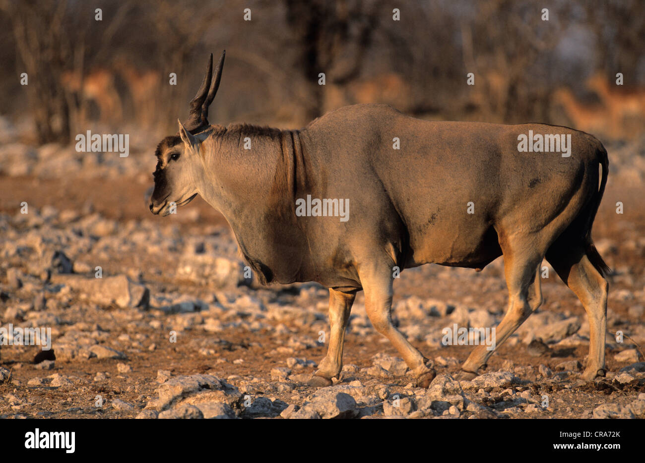 Éland du Cap (taurotragus oryx), Etosha National Park, Namibie, Afrique Banque D'Images