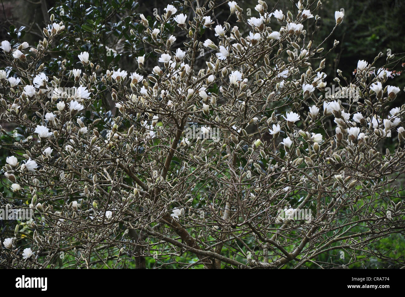 Un Magnolia stellata alba arbuste en fleurs dans un jardin de printemps UK Banque D'Images