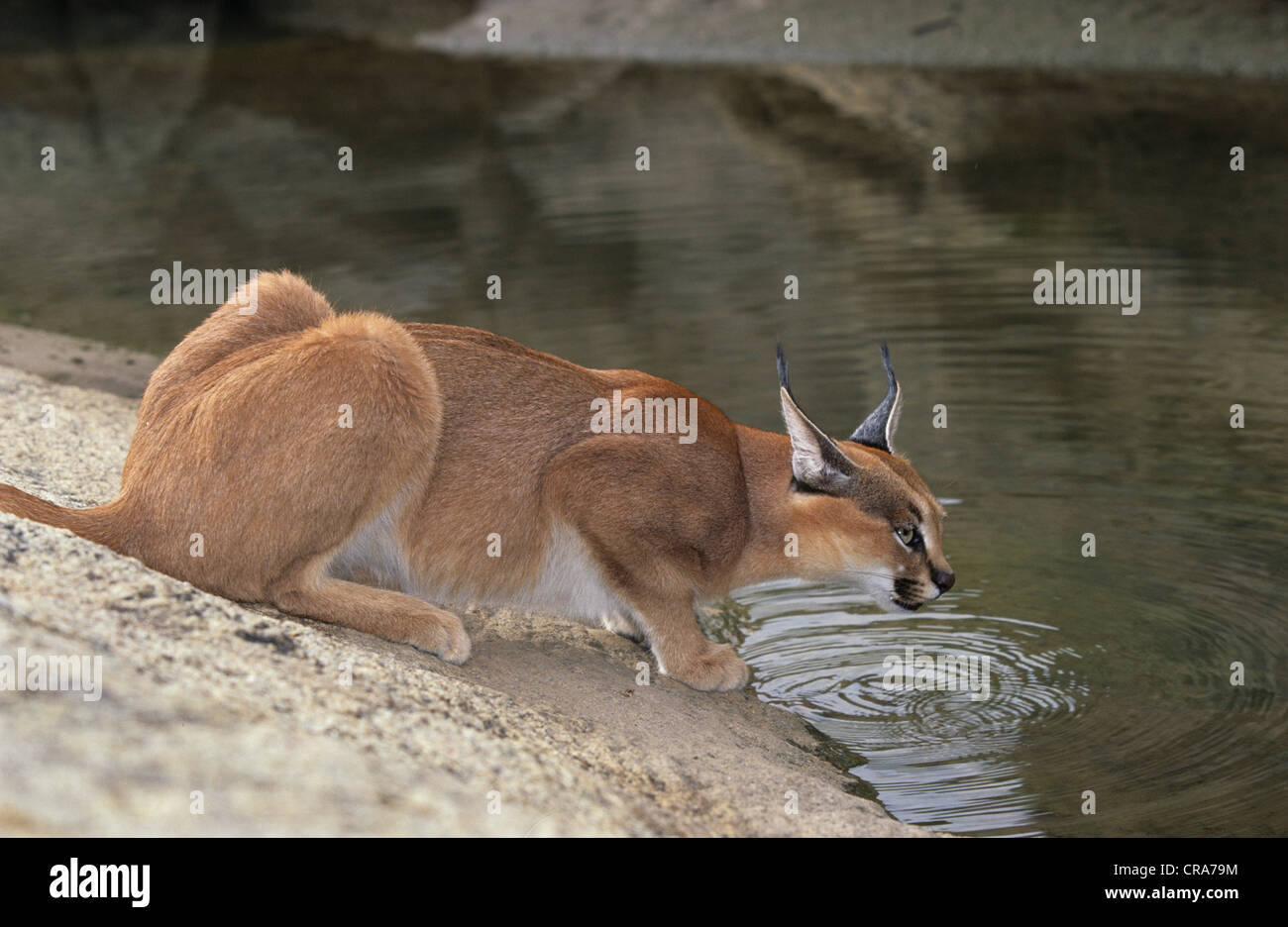 Caracal (Caracal caracal), parc national d'augrabies falls, South Africa, Africa Banque D'Images