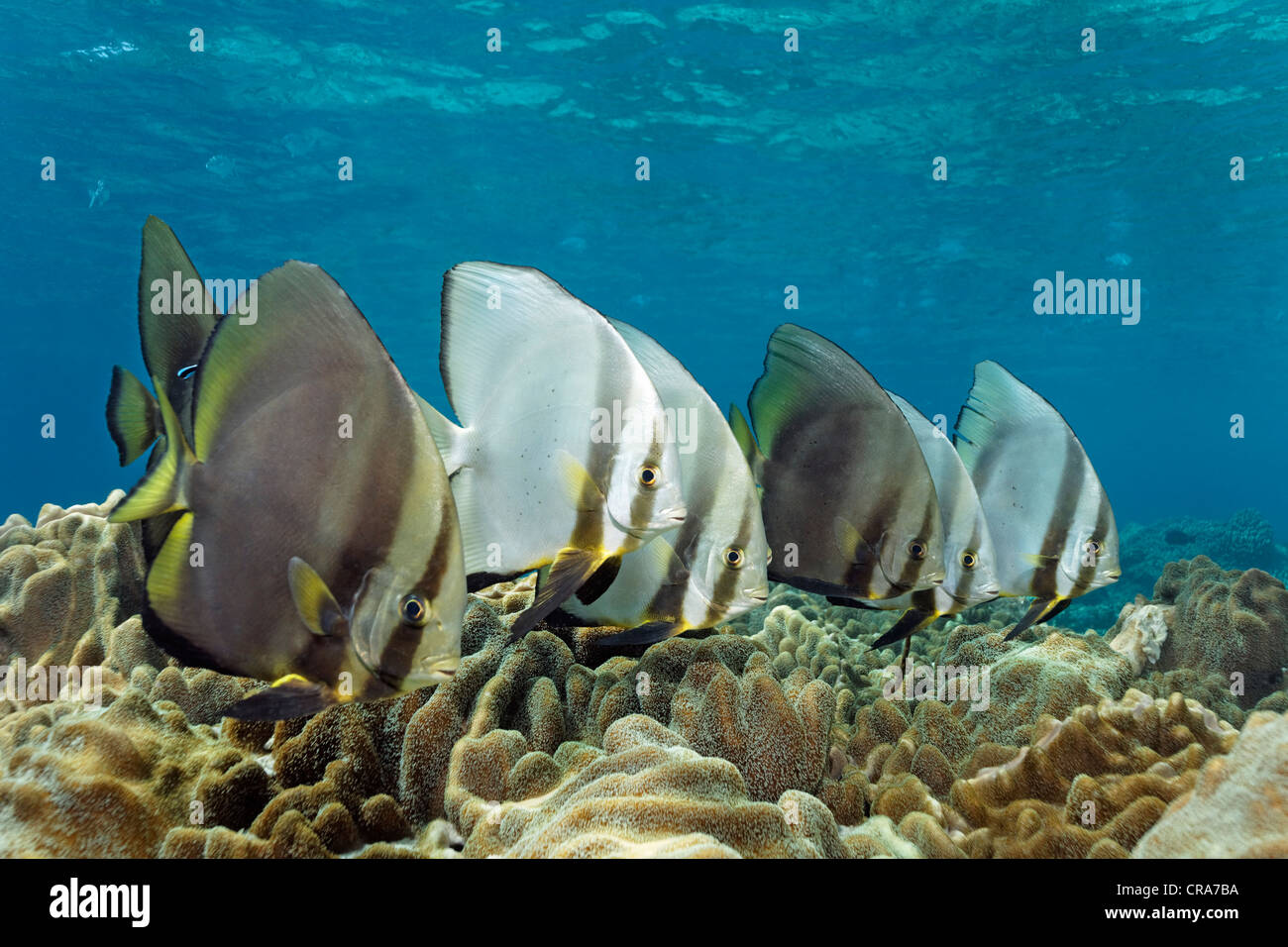 L'École d'Barfish orbiculaire (Platax orbicularis) nager au-dessus de coraux cuir dans les récifs coralliens, Grande Barrière de Corail Banque D'Images