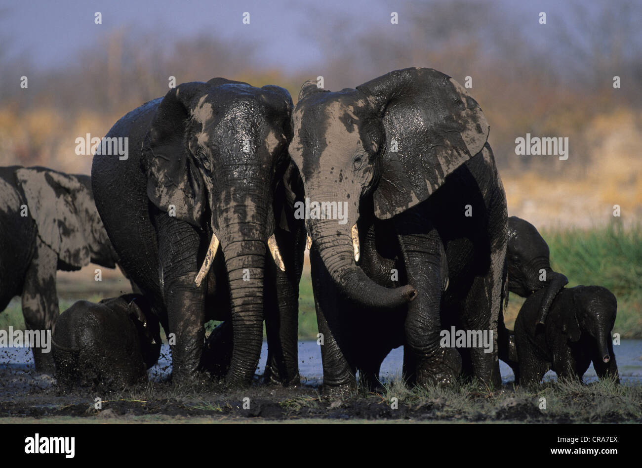L'éléphant africain (Loxodonta africana), Etosha National Park, Namibie Banque D'Images