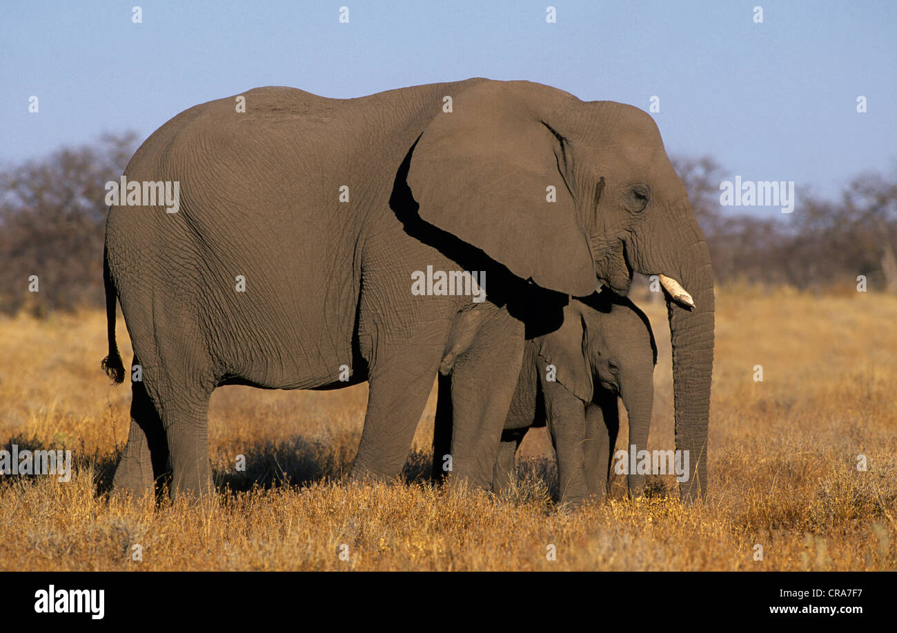 L'éléphant africain (Loxodonta africana), Etosha National Park, Namibie, Afrique Banque D'Images