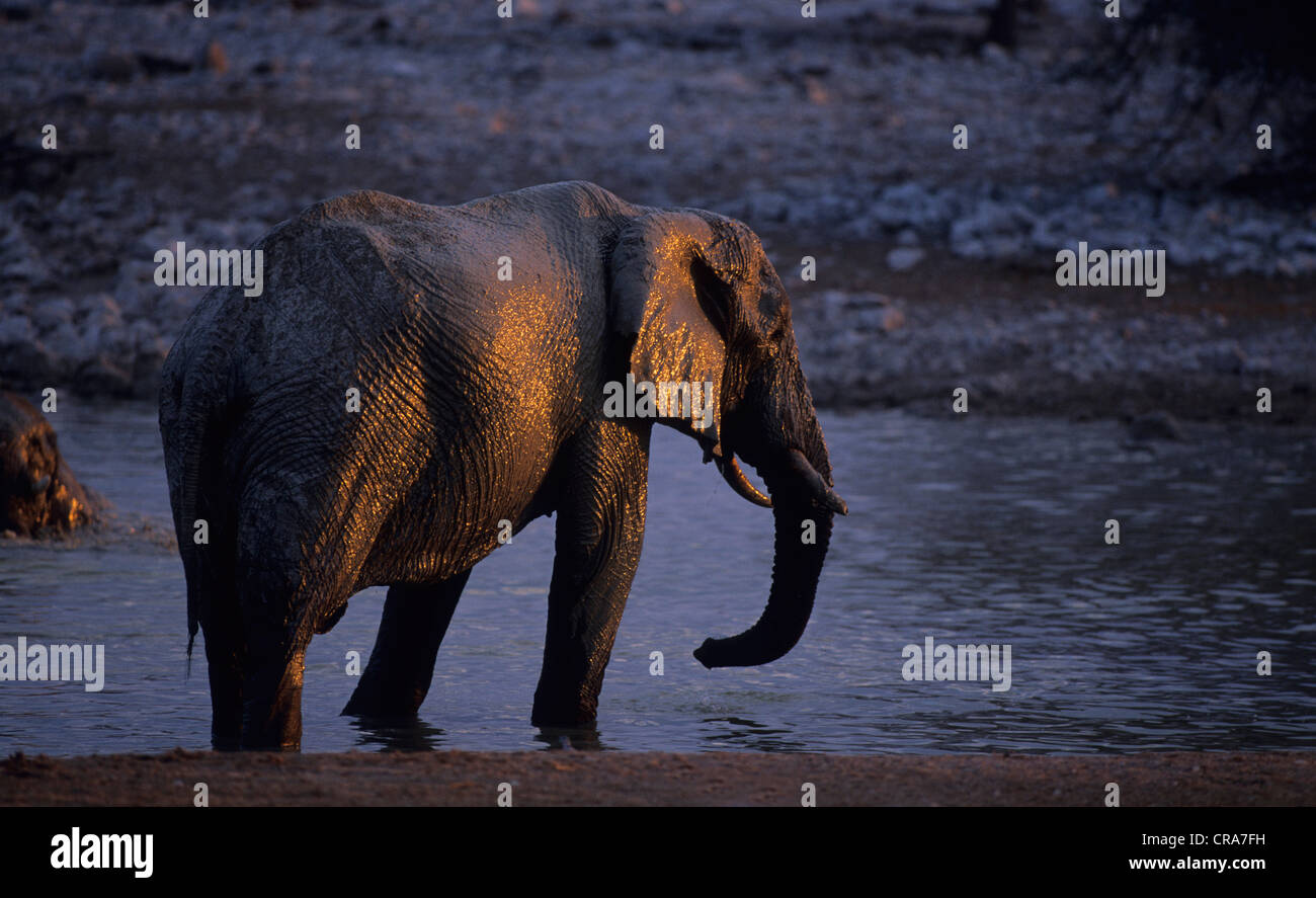 L'éléphant africain (Loxodonta africana), Etosha National Park, Namibie, Afrique Banque D'Images