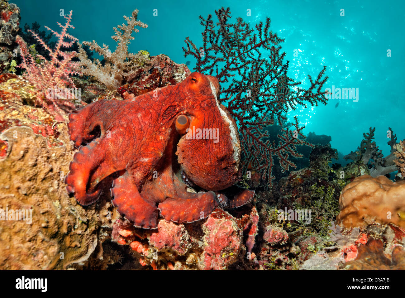 Poulpe (Octopus vulgaris), rouge, assis sur les récifs coralliens, Grande Barrière de Corail, site du patrimoine mondial de l'Australie, Pacifique, , Banque D'Images