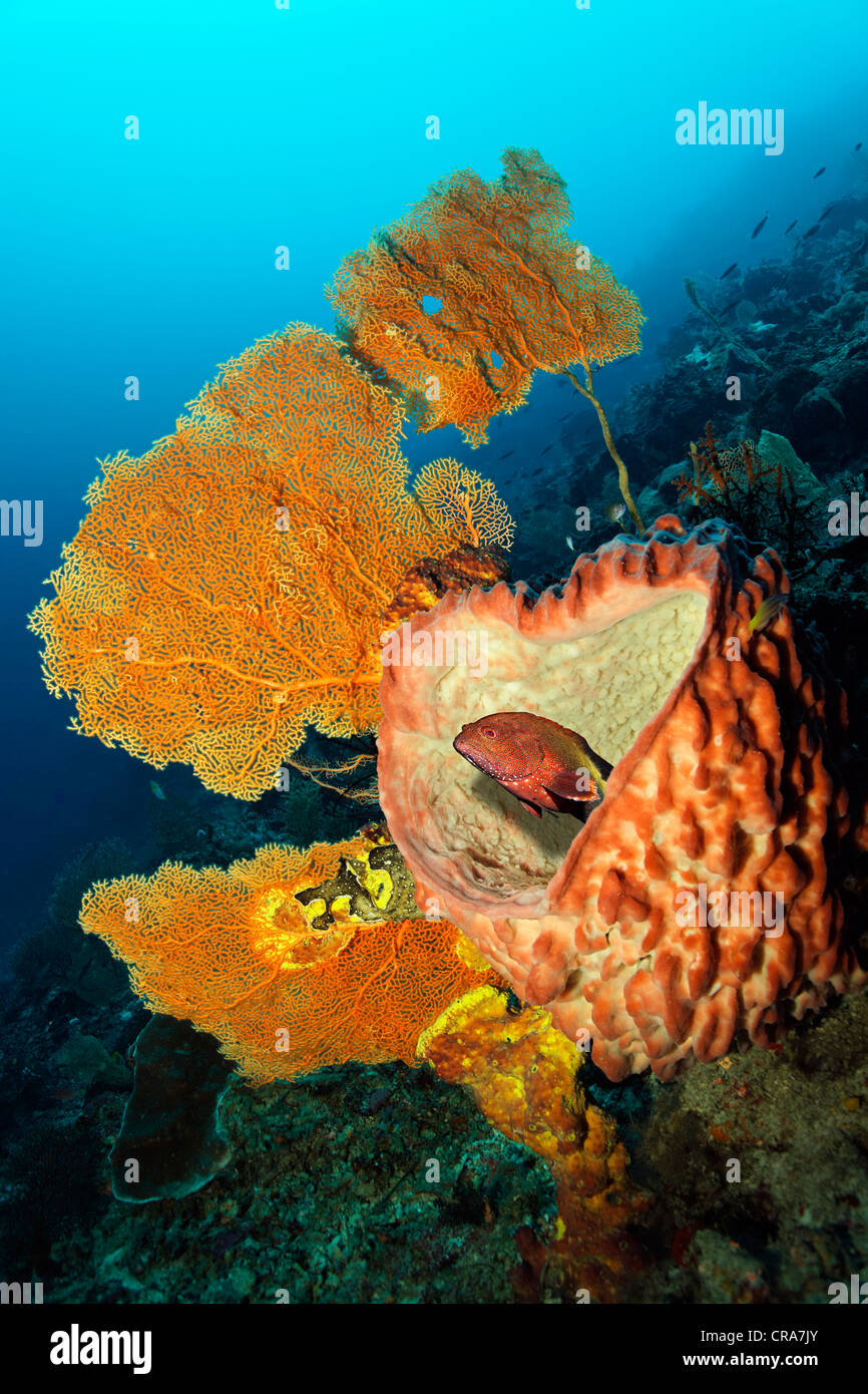 Mérou tacheté bleu (Cephalopholis cyanostigma) se cache dans le corps d'une éponge géante (Xestospongia muta), avec vue sur la mer, ventilateur dans les récifs coralliens Banque D'Images