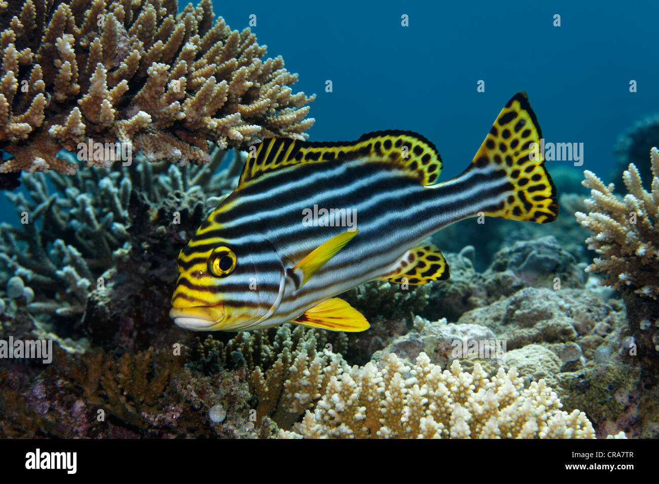Gâterins Oriental (Plectorhinchus vittatus) nager entre les coraux mous au-dessus d'une barrière de corail, Grande Barrière de Corail Banque D'Images