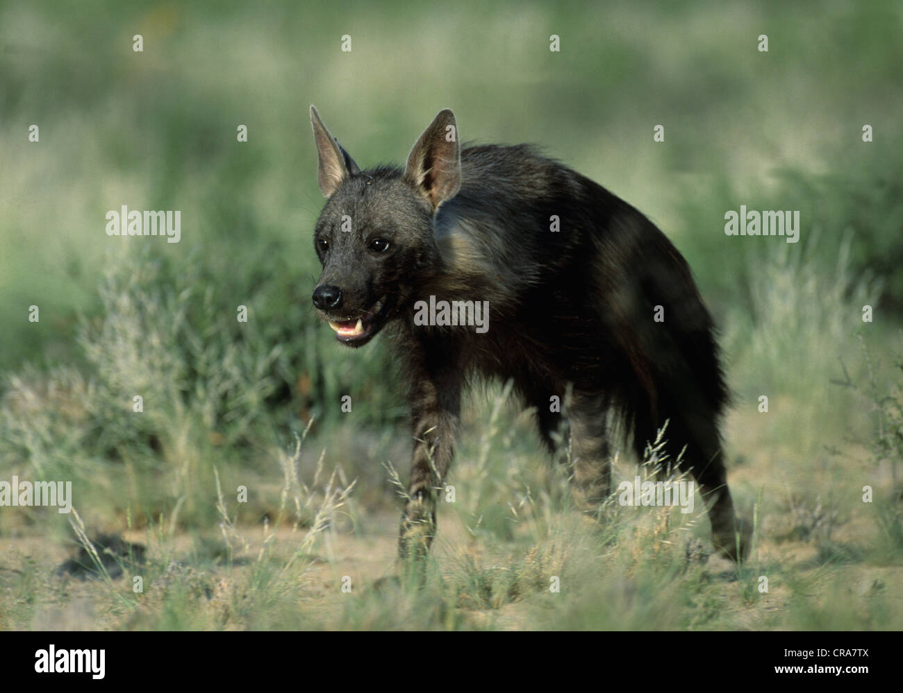 Hyène brune (Hyaena brunnea), kgalagadi transfrontier park, kalahari, Afrique du Sud, l'Afrique Banque D'Images