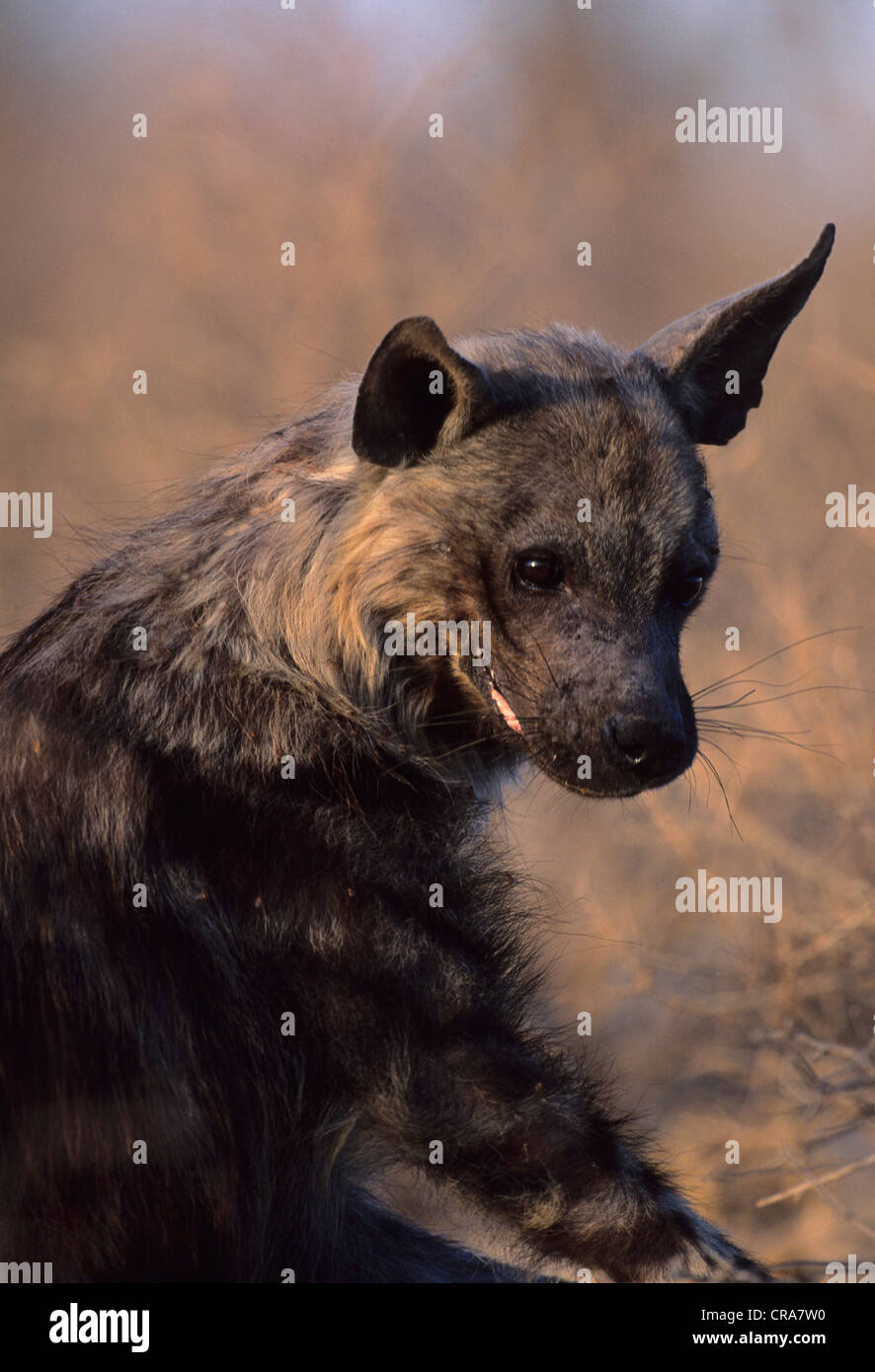 Hyène brune (Hyaena brunnea), kgalagadi transfrontier park, kalahari, Afrique du Sud, l'Afrique Banque D'Images