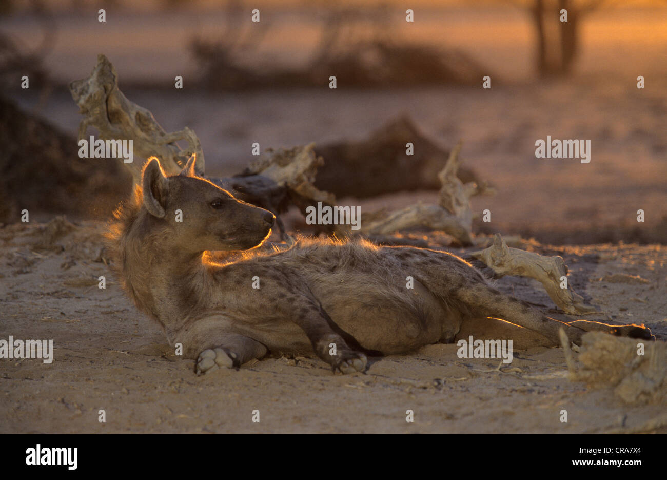L'Hyène tachetée (Crocuta crocuta), kgalagadi transfrontier park, kalahari, Afrique du Sud, l'Afrique Banque D'Images