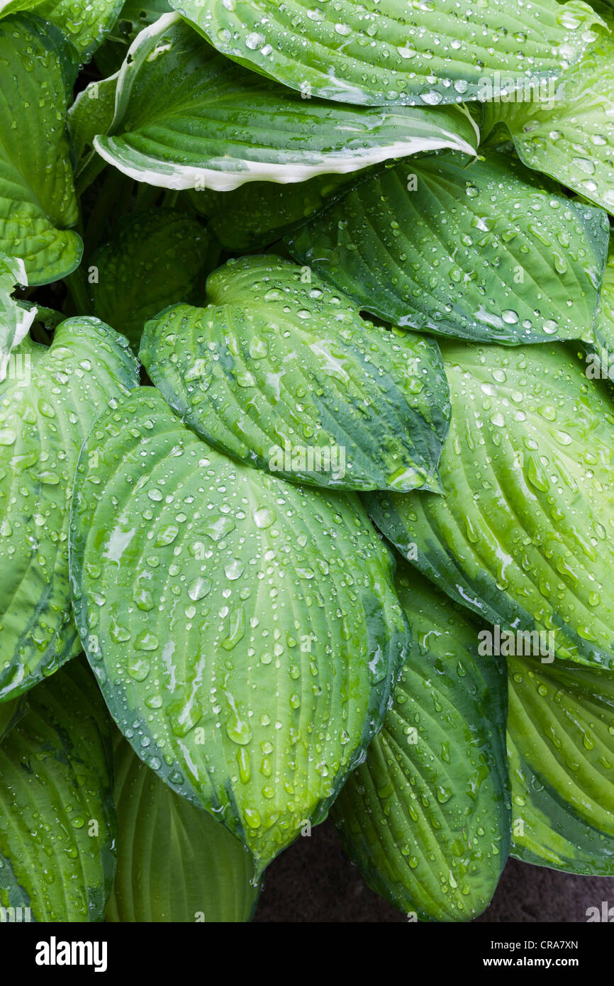 HOSTA MAISON DE REPOS DANS LE JARDIN D'ÉTÉ UK Banque D'Images