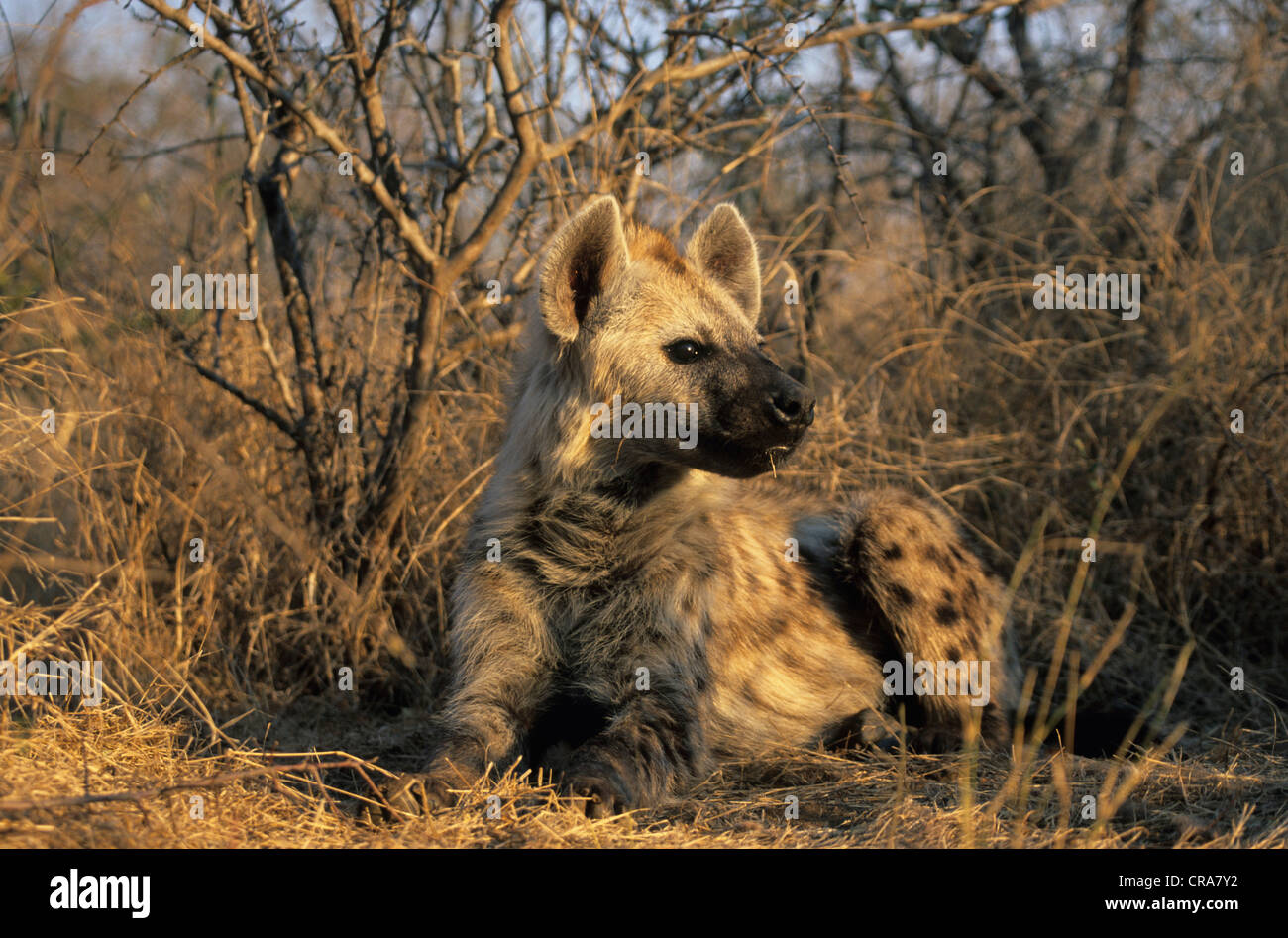 L'Hyène tachetée (Crocuta crocuta), Kruger National Park, Afrique du Sud, l'Afrique Banque D'Images
