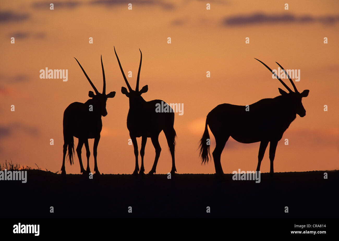 Gemsbok (Oryx gazella), au coucher du soleil, kgalagadi transfrontier park, kalahari, Afrique du Sud, l'Afrique Banque D'Images