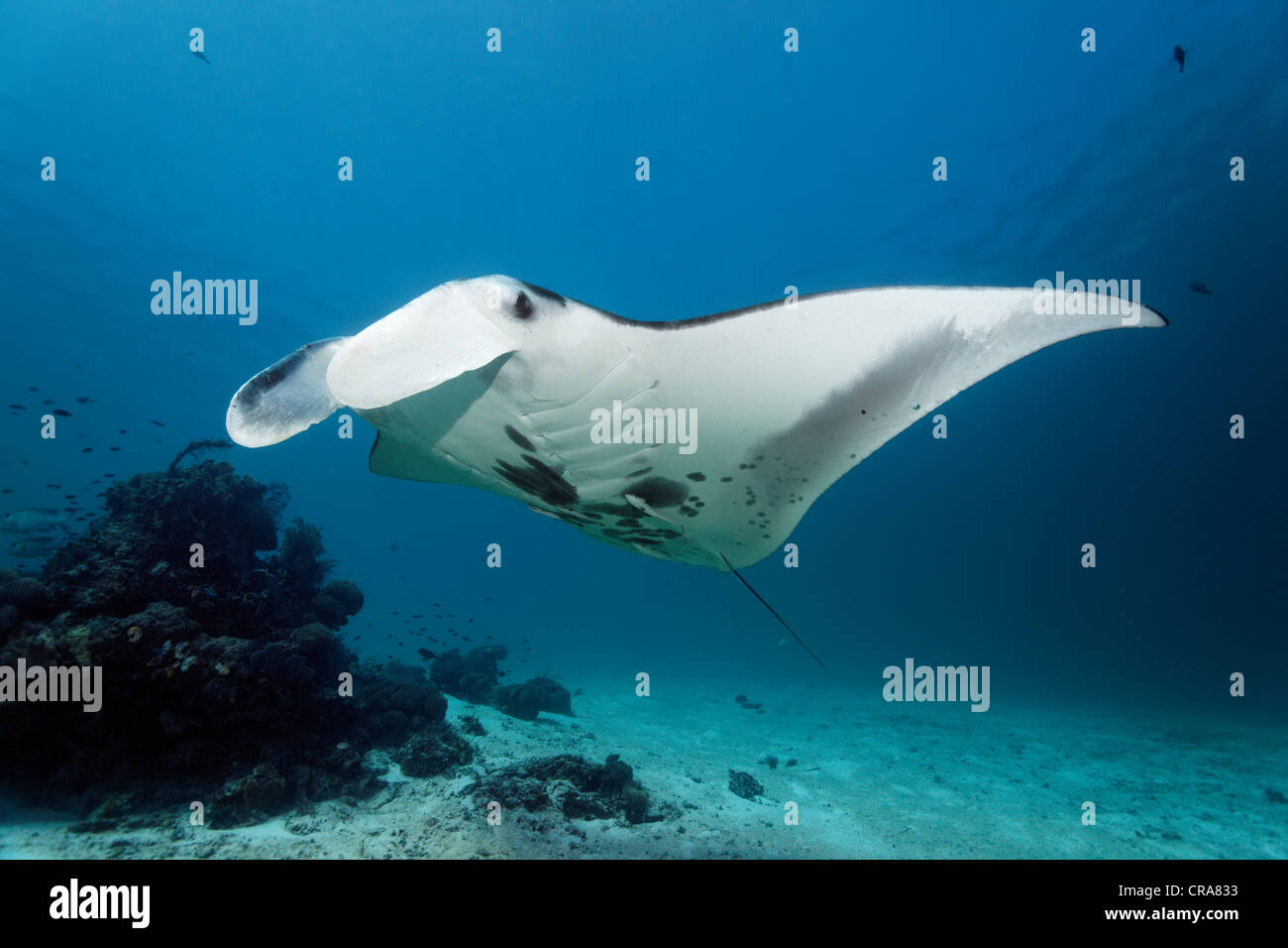 Manta (Manta birostris) nager au-dessus d'une barrière de corail vers une station de nettoyage, Grande Barrière de Corail Banque D'Images