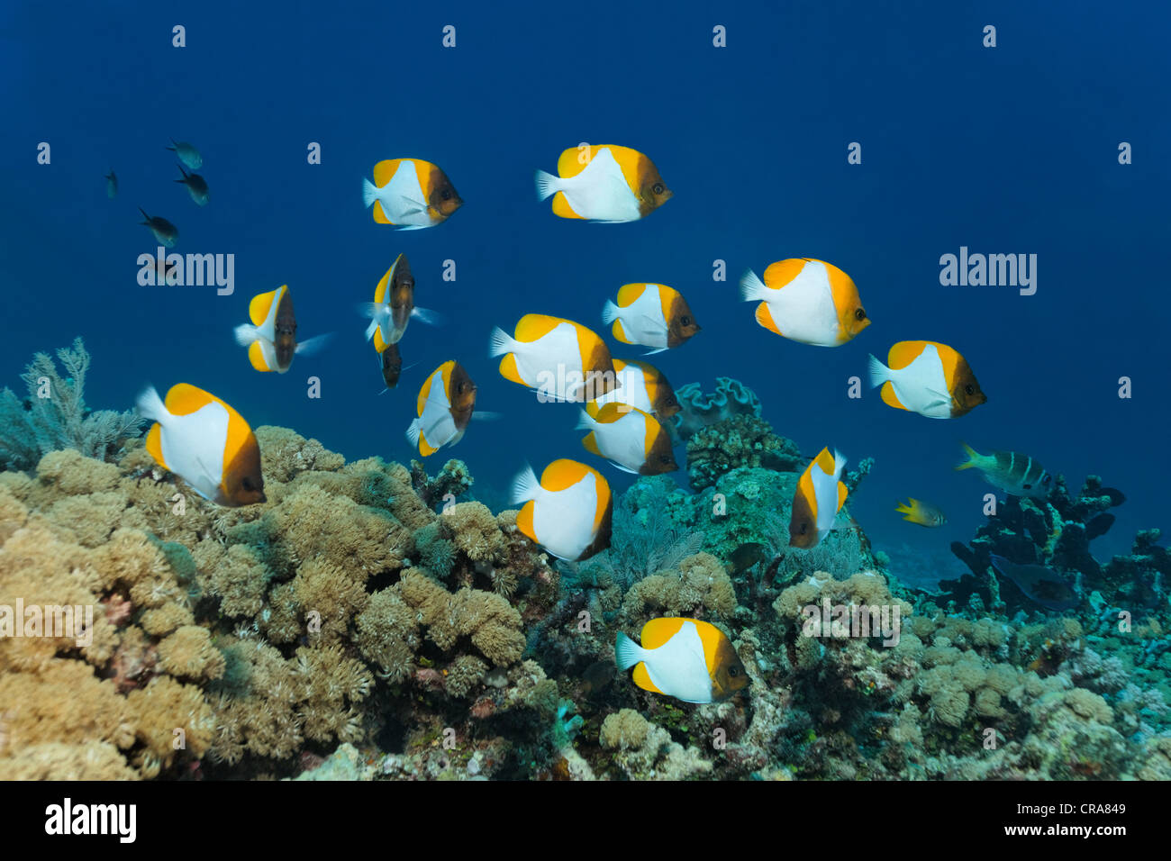 Banc de papillons pyramide jaune (Hemitaurichthys polylepis) nager au-dessus d'une barrière de corail, Grande Barrière de Corail Banque D'Images