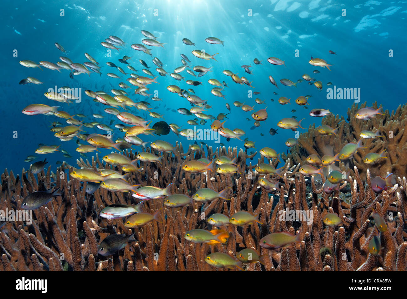 Banc de mer Goldies (Pseudanthias mortoni) nager au-dessus de coraux durs (Acropora), Grande Barrière de Corail Banque D'Images