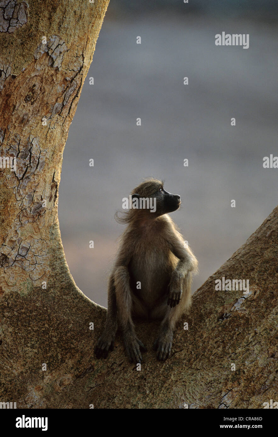 Babouin chacma (Papio ursinus), de repos sycamore fig tree, Kruger National Park, Afrique du Sud, l'Afrique Banque D'Images
