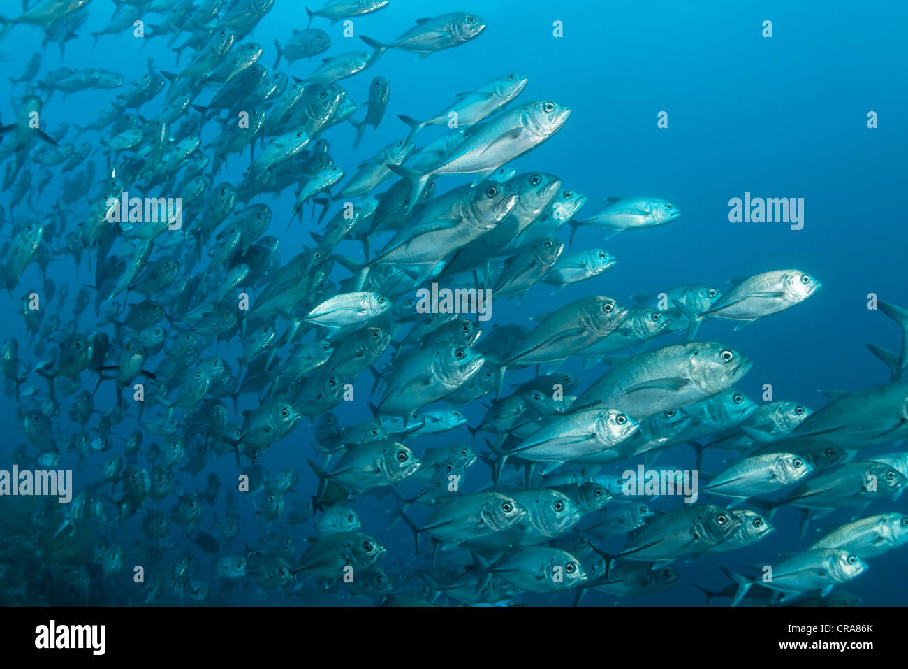 Banc de Bigeye-Trevallys (Caranx sexfasciatus), Natation en eau libre, Grande Barrière de Corail, site du patrimoine mondial de l'UNESCO Banque D'Images