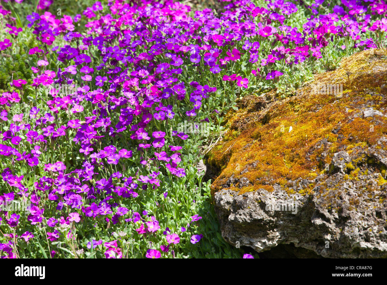 Aubretia on rock Banque D'Images