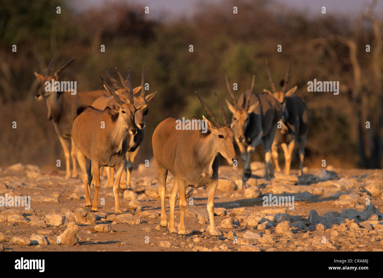 Éland du Cap (taurotragus oryx), l'approche du troupeau waterhole, Etosha National Park, Namibie, Afrique Banque D'Images