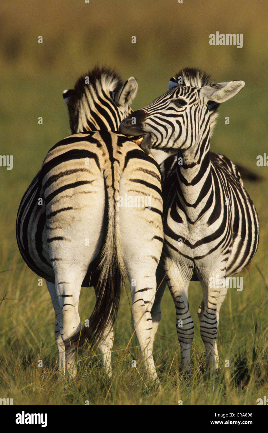 Le zèbre de Burchell ou zèbre des plaines (Equus quagga), toilettage mutuel, midmar game reserve, Afrique du Sud, l'Afrique Banque D'Images