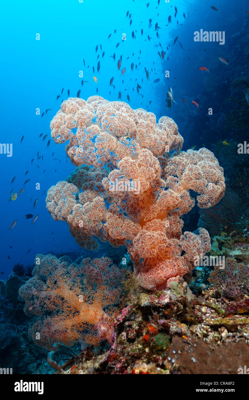 Corail Rouge (Dendronephtya sp.) sur un récif de corail, mur avec de nombreux poissons Anthiinae (Pseusanthias sp.), Grande Barrière de Corail Banque D'Images