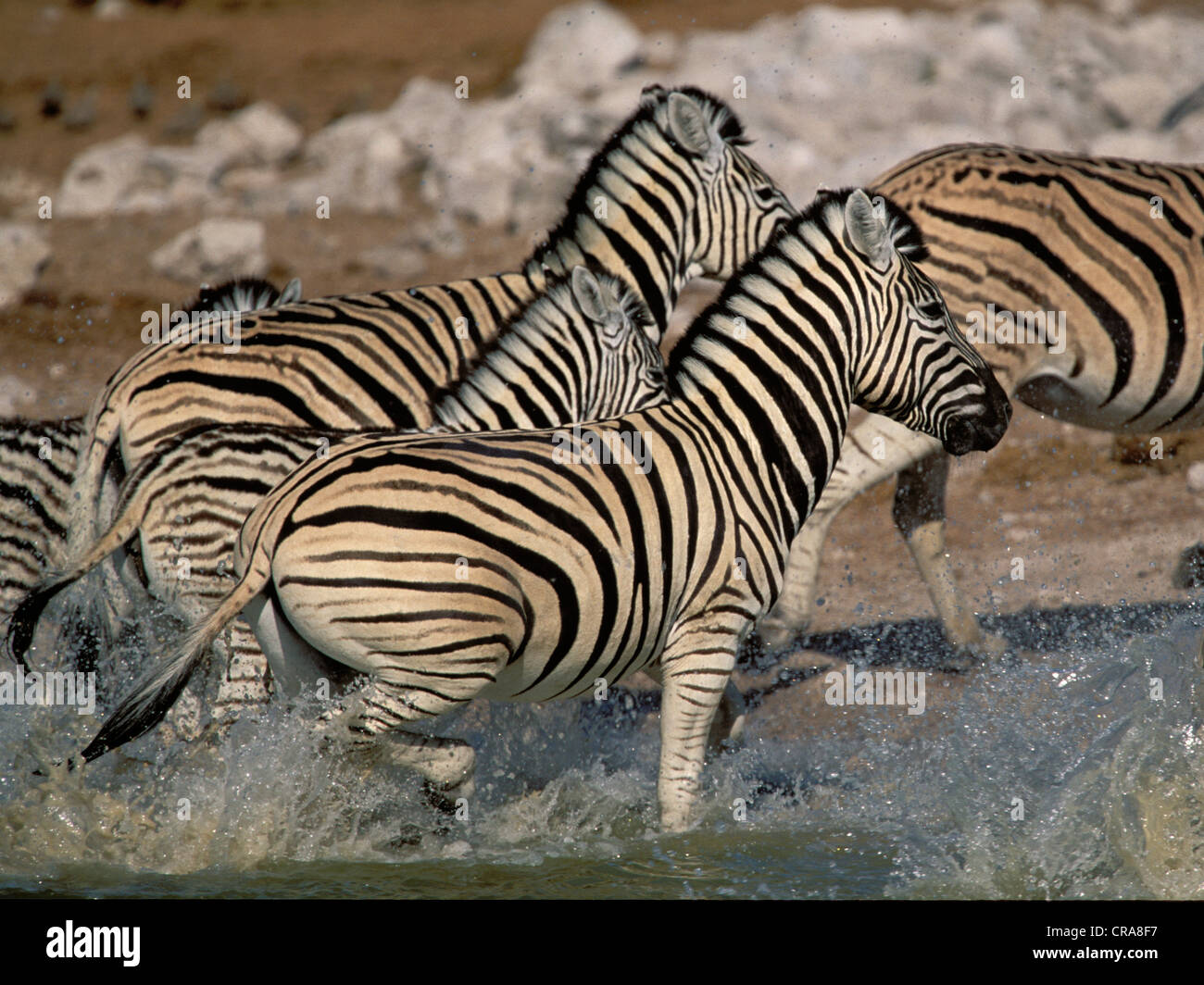 Zèbre des plaines ou zèbre de Burchell (Equus quagga), paniqua troupeau à Waterhole, Etosha National Park, Namibie Banque D'Images