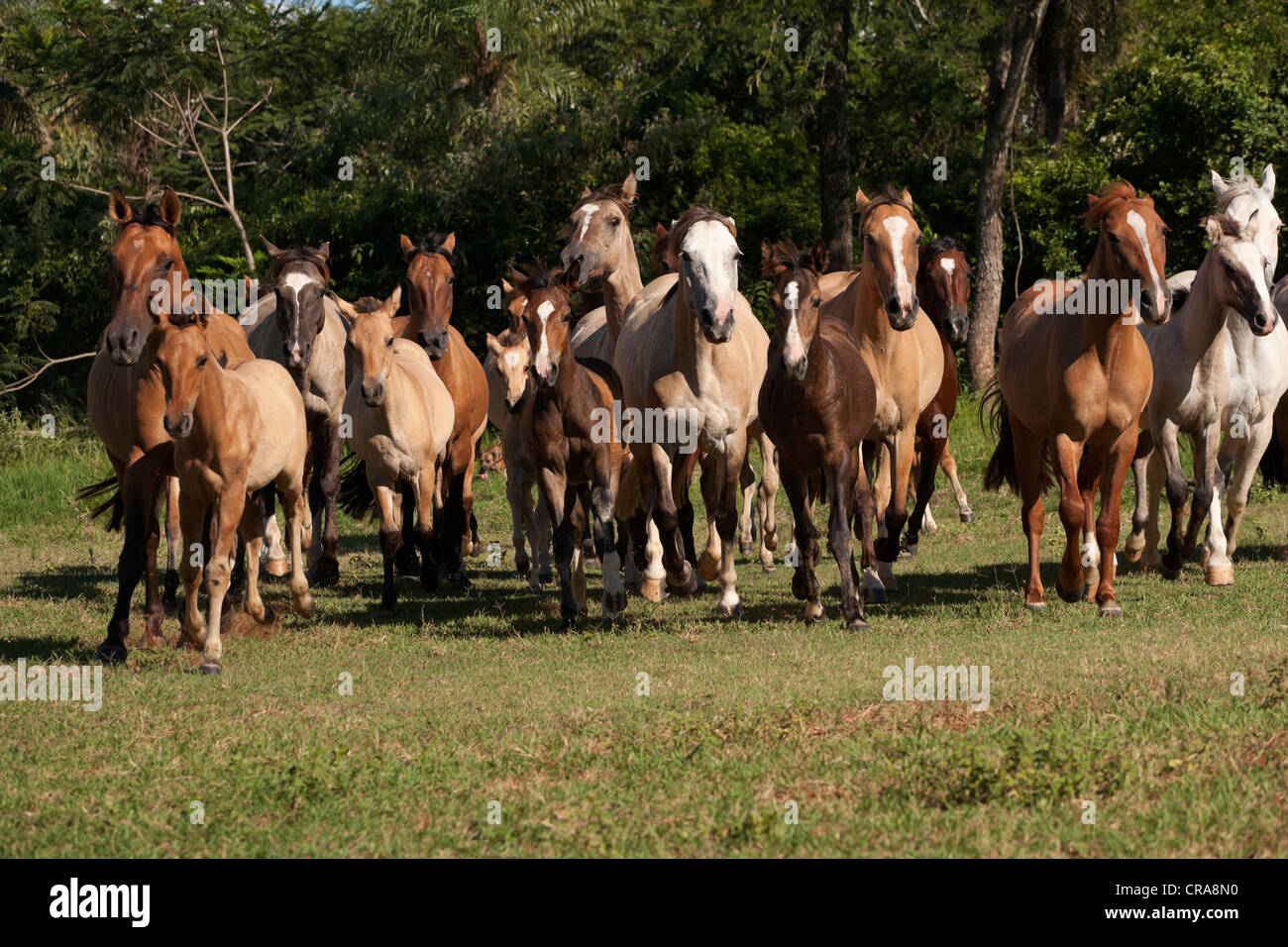 Free Running Wild horse Criollo animal la liberté Banque D'Images