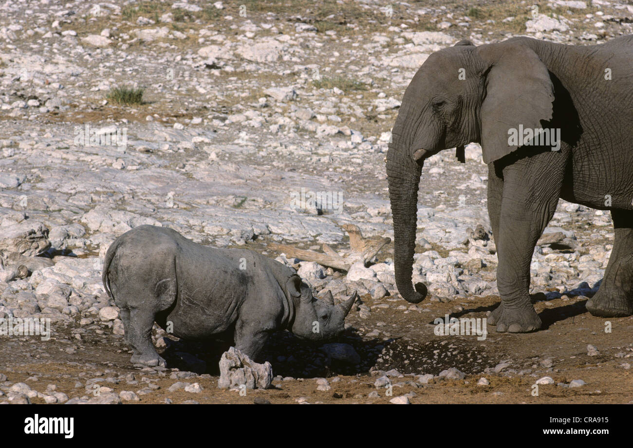 Le rhinocéros noir ou un crochet-lipped rhinoceros (Diceros bicornis), et l'éléphant africain (Loxodonta africana), Etosha National Park Banque D'Images