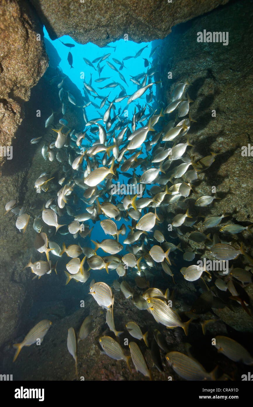 L'École d'Cowbreams (Sarpa salpa), piscine en face de la grotte sortie, Madeira, Portugal, Europe, Atlantique Banque D'Images