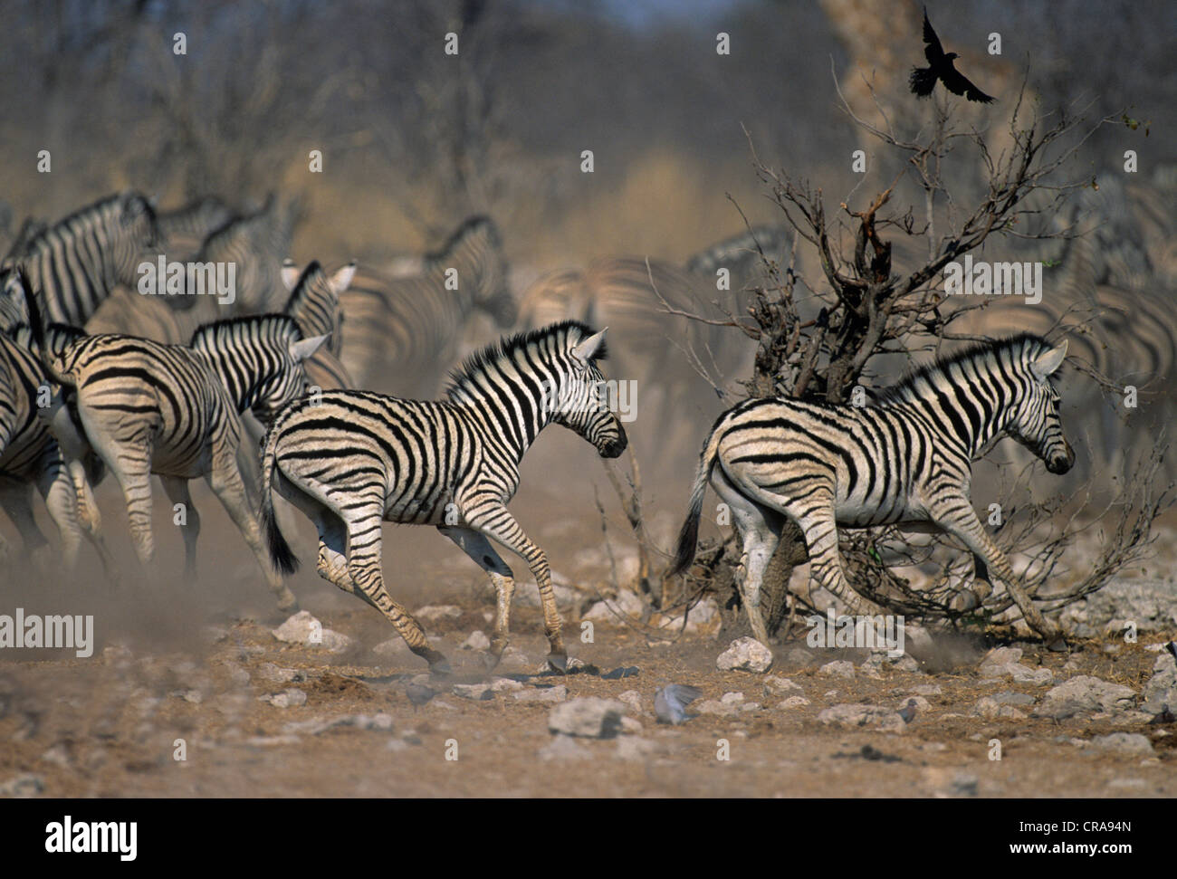 Zèbre des plaines ou zèbre de Burchell (Equus quagga), Etosha National Park, Namibie, Afrique Banque D'Images