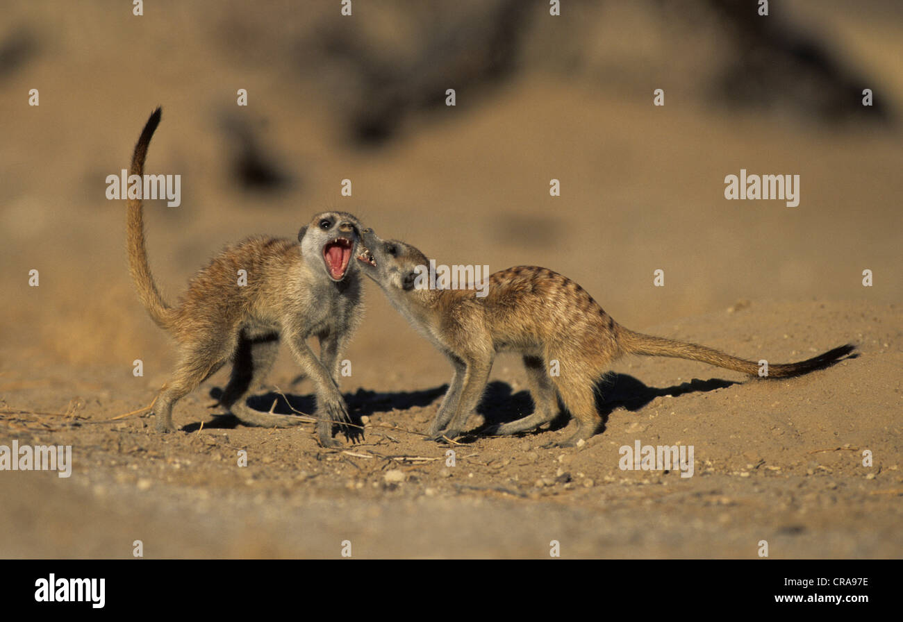 Meerkat (Suricata suricatta), faire semblant de se battre, kgalagadi transfrontier park, kalahari, Afrique du Sud, l'Afrique Banque D'Images