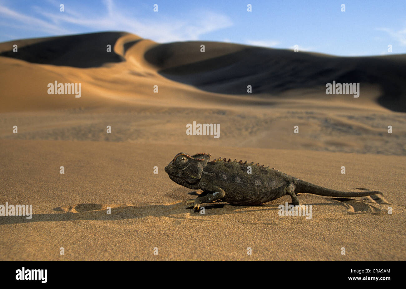 (Chamaeleon chamaeleo namaquensis namaqua), dans le désert, désert du namib, Namibie, Afrique Banque D'Images