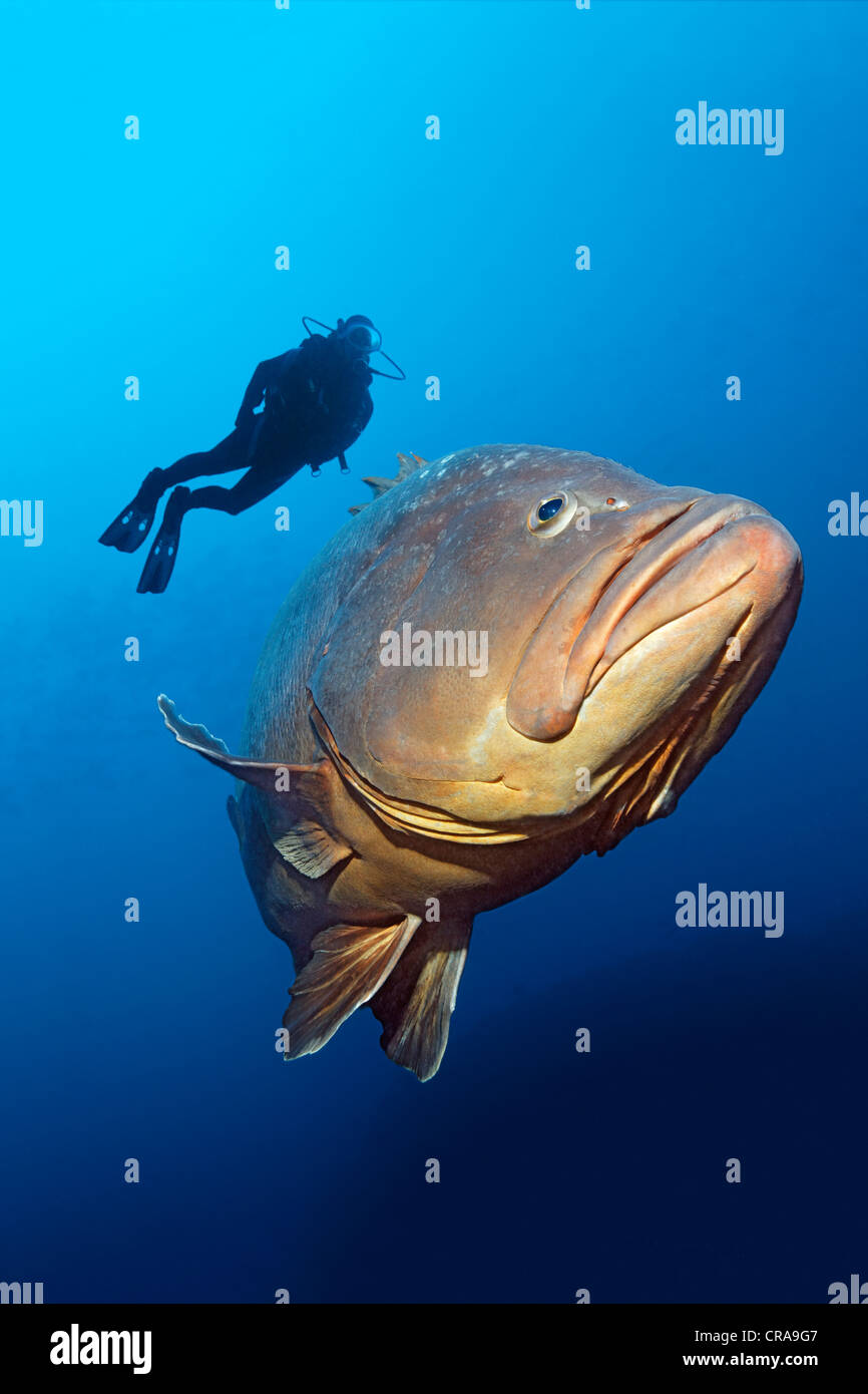 Regarder un plongeur Dusky (Epinephelus marginatus) dans l'eau ouverte, Madeira, Portugal, Europe, Océan Atlantique Banque D'Images